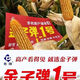 Luodong Golden Bullet No. 1 high-yielding corn seeds, an all-round planting solution for drought resistance, 5,000 grains per bag