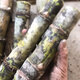 Authentic Taoshan sugarcane seedlings, green sugarcane seedlings, fruit sugarcane seedlings, 20 seeds, 2-4 coarse spores per root, 5 sugarcane spores (germination rate)