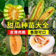Croissant Honey Melon Cantaloupe Ice Sugar Seeds Emerald Hami Melon Balcony Potted Plants All Seasons Seedlings Seeds Ice Jade Melon Seeds 50 Original