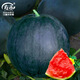 Shouhe Black Skin Watermelon Seeds Guangxi Black Beauty Seeds Sweet Crisp Black Extra Large Suitable for the South Yuyi Sweet Black Skin Seedless Watermelon Seeds 50g/barrel