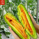 Dayu croissant melon seed seedlings winter and spring Shandong fruit melon seeds collection Antarctic star croissant melon seeds 50 capsules