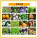 Guoguang Youlehong 8% amine ester coloring increases root production, promotes cell division, preserves flowers and fruits, growth regulator 3% gibberellic acid 500ml
