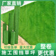 Benzhong artificial turf, artificial turf, fake turf, lawn mat, artificial turf, fake turf, fake turf, turf, 2cm without adhesive, one square meter, starting at 50 pieces, for small quantities, only samples will be sent