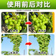Guowang 0.35% Gibberella Chlorfenuron Grape Growth Regulator Grape Special Growth Regulator Authentic Pesticide 100ml*50 bottles Save 50 yuan on the whole box purchase