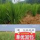 Wangyuan Xinghanyou 3015 upland rice seed original genuine long-grain rice disease-resistant, lodging-resistant and high-temperature resistant late rice ratoon rice hybrid Hanyou 3015 original bag 500g