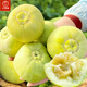 Dayu Japanese sweet melon seed seedlings seedlings melon seeds white skin honey sweet authentic old variety Japanese sweet seed 100 capsules 2 bags