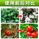 Jianwufeng 2% ammonium ester growth regulator tomato growth regulation ammonium ester ammonium ester regulator pesticide genuine 1000g*12 bottles whole box discount save 20 yuan