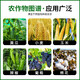 Yiershuangfeng 50% chlormequat, cotton, wheat and corn dwarf growth regulator to prevent crazy growth and lodging, increase yield and control growth, 500g (full box of 20 bottles)