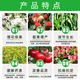 28-Extra high brassinolide fruit tree growth regulator to promote flowering, protect fruit and strengthen seedlings, antidote foliar fertilizers for pesticide damage 500g
