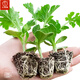Dayu 8424 watermelon seeds are suitable for southern rock sugar unicorn melon seeds, early-maturing and thin-skinned 8424 watermelon seedlings with soil seedlings and 5 seedlings