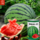Dayu Lazy Man Watermelon Seed Seedlings Extra Large Suitable for Early Maturing Lazy Man in the South 8424 Kirin Melon Meidu Seedless Fruits and Vegetables Zaojia 8424 Watermelon Seeds 50g/barrel