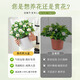 Hua Weng Gardenia Potted Plants Bloom Flowers All Seasons, Saplings, Indoor Green Plants, Easy to Maintain and Live, Jasmine Straight from the Source
