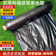 Agricultural mulch film black mulch plastic film agricultural planting thickened anti-aging weeding insulation moisturizing and anti-weed greenhouse 11Jin Jin equal to 0.5 kg black 1 silk thick 3 meters wide 150 meters long folding field style