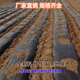 Agricultural mulch film black mulch plastic film agricultural planting thickened anti-aging weeding insulation moisturizing and anti-weed greenhouse 11Jin Jin equal to 0.5 kg black 1 silk thick 3 meters wide 150 meters long folding field style
