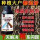 Root rot agent, anti-heavy crop root rot damping off, leaf rot, root root activation, soil manufacturer direct sale 10006 bottles + measuring cup + agricultural supplies guidance