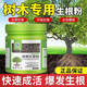 Jingyouyu rapid rooting powder for plants, general-purpose, tree transplanting, cuttings and flowers, special powerful rooting powder, rooting powder 500g*4 bottles, free measuring cup, small spoon, granular fertilizer rooting liquid