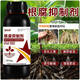 Kevohua upgraded version of root rot agent damping off rotten root base, weak seedlings taking root, activated soil to prevent soil-borne diseases, root rot agent 1000g, 2 bottles