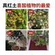 Red soil planting soil bougainvillea camellia jasmine special soil soil flower cultivation vegetable nutrition soil particles turtle bedding material Yunnan acidic red sand soil 5Jin Jin equals 0.5 kg - No negative review