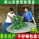 Gande Sima Mountain Anxi Tieguanyin New Tea Special Strong Fragrance Tieguanyin Tea 2022 Oolong Tieguanyin 50 500g