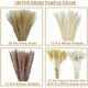 Original idea (CHUGOUXIANG) Yunnan real flower pampas grass whisk dust rabbit tail dried bouquet pampas grass HS78 with box
