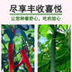 Jieyunmao universal succulent green radish vegetable planting nutritious organic soil 5Jin Jin is equal to 0.5kg balcony vegetable soil trial