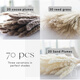 Original idea (CHUGOUXIANG) Yunnan real flower pampas grass whisk dust rabbit tail dried bouquet pampas grass HS78 with box