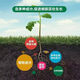 Sprinkle and explode the roots. Powerful rooting powder for rooting and multi-bacterial fertilizer. Flower cuttings and transplants to strengthen roots and seedlings. 5Jin Jin is equal to 0.5kg. Rooting is multi-nutrient.