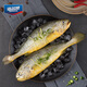Haimingwei frozen yellow croaker 700g/2 pieces Ningde large yellow croaker landmark seafood aquatic products fresh fish marine fish