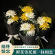 Fresh flower gift for Tomb Sweeping Day, single yellow and white chrysanthemum, real flowers express delivery within the city and nationwide, tomb-sweeping and paying homage to ancestors, offering flowers, single chrysanthemum, simple packaging, minimum delivery of 30 pieces