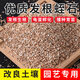 Vermiculite granules for cutting rose perlite flower cultivation special white vermiculite nutritious soil for turtle egg hatching and large succulent for use with luxury nutritious soil 5 Jin Jin equal to 0.5 kg + sheep manure 5 Jin Jin equal to 0.5 kg