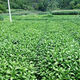 Pulian medicinal material seedlings, Nanbanlan root seedlings, high-quality large green leaf Chinese medicinal material seedlings, Malan seedlings, suitable for planting in the field and courtyard, 20 trees