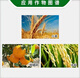 Shengshou Tetradecyl Hydroxybrassinosteroid Sterol Rice Citrus Tree Wheat Growth Promoting Plant Growth Regulator 100ml