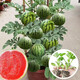 Dayu 8424 watermelon seeds are suitable for southern rock sugar unicorn melon seeds, early-maturing and thin-skinned 8424 watermelon seedlings with soil seedlings and 5 seedlings