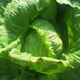 Sweet and crispy lettuce lettuce, hamburger lettuce seeds, crispy and refreshing, raw lettuce seeds, potted four-season farm vegetables, original crispy and tender lettuce, 1 pack/1555 grains of Song fertilizer