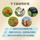 Baiyun Mugang Cattle and Sheep Licking Bricks Salt Bricks for Cattle and Sheep Nutritional Trace Elements Reinforced Mineral Feed Additives Pica and Stomach High Calcium Type Licking Bricks 2 boxes (a total of 80Jin Jin is equal to 0.5kg)