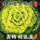 Yellow cabbage seeds, cold and wet-resistant, field garden planting, chrysanthemum heart cream, yellow cabbage vegetable seeds, standard, newly arrived, 1 pack, 1010 capsules