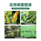 Guoguang Youlehong 8% amine fresh ester coloring increases root production, promotes cell division, preserves flowers and fruits, growth regulator 1000ml