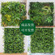 Co-create lawn CCGrass simulated plant wall green plant wall turf indoor and outdoor wall decoration plastic fake flower image background wall Spring Garden 1m*1m