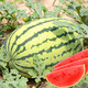 Dayu Lazy Man Watermelon Seed Seedlings Extra Large Suitable for Early Maturing Lazy People in the South 8424 Kirin Melon Meidu Seedless Fruits and Vegetables Lazy Man Watermelon Seeds About 50 Particles 2 Bags Free of Marking