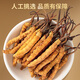 雷允上冬虫夏草3.2根/g 100g约320根虫草礼盒送长辈送领导礼品