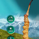 Cordyceps sinensis Áreas tibetanas Cordyceps sinensis La hierba rota es más asequible para comer a los corredes secos nutritivos nutridos de masa seca en vino y hacer polvo para hacer sopa. 5 gramos de Big Cordyceps sinensis dan crisantemos