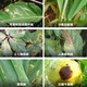 Weinong 43% Tebuconazole Apple Tree Spotted Leaf Spot Powdery Mildew Black Spot Rust Dry Rot Pesticide Fungicide 100g