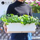 九千谷种菜盆 长条形种植盆种菜神器花盆栽蔬菜种植箱自吸水花盆6218