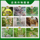 Dafusheng 50% carbendazim sclerotinia scab, sheath blight, leaf spot, rice blast, pesticide fungicide 500g