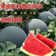 Super sweet seedless watermelon seeds, black skin, stable production, thin skin, red heart, extra large watermelon seeds, vegetable and fruit seeds for all seasons, black skin, seedless watermelon seeds, original, about 42 pieces