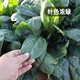 Fengming Yashi cold-resistant round-leaf spinach seeds four-season vegetable seed spinach winter-resistant spinach seeds 1000 capsules
