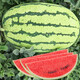 Dayu Lazy Man Watermelon Seed Seedlings Extra Large Suitable for Early Maturing Lazy People in the South 8424 Kirin Melon Meidu Seedless Fruits and Vegetables Lazy Man Watermelon Seeds About 50 Particles 2 Bags Free of Marking