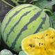 Dayu Yellow Heart Watermelon Seeds, Early Maturity, Yellow Skin, Red Flesh, Yellow Flesh, Special Xiaofeng Watermelon Seeds, Southern Fruit, Yellow Flesh, Small Orchid Watermelon Seeds, 10 capsules, 3 packs