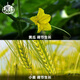Zhongbao (ZhB) 24 epibrassinolide lipid rice citrus wheat cucumber growth promoting root plant growth regulator pesticide 10ml*6 bags