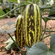 Zhongke Maohua Melon Fruit Seeds Bomei 91 Melon Seeds Flower Skin Green Flesh Peel High Toughness Boyang Series 91 Type Resistant to Transportation Bomei 91 50 capsules/bag Trial Planting Pack